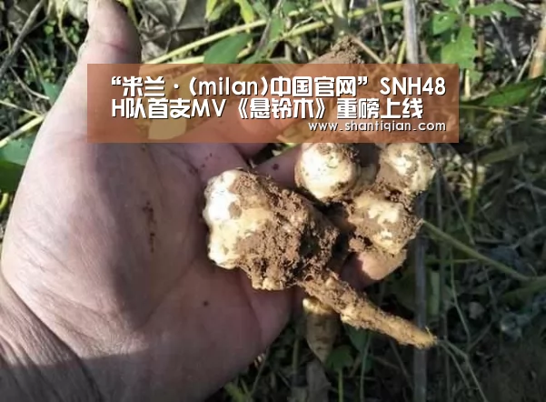 “米兰·(milan)中国官网”SNH48 H队首支MV《悬铃木》重磅上线 再现《锦绣缘》华丽场景(图2) 米兰官方网站
